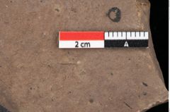 Foto (Detailansicht) von Pinus palaeostrobus Ettingshausen (NHMW-GEO-2024-0188-0199)